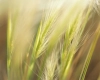 تصویر با کیفیت گندم 